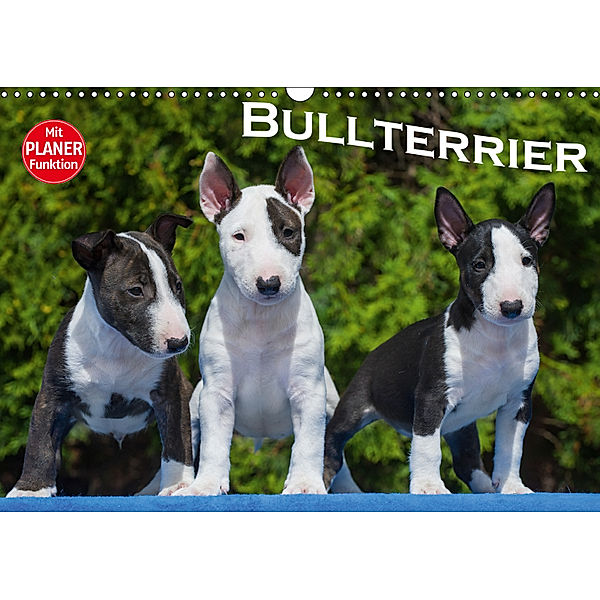 Bullterrier (Wandkalender 2019 DIN A3 quer), Bullterrier