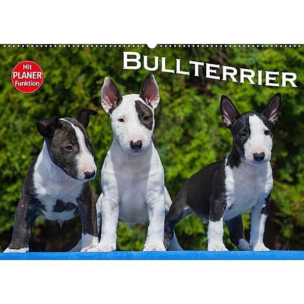 Bullterrier (Wandkalender 2023 DIN A2 quer), Bullterrier