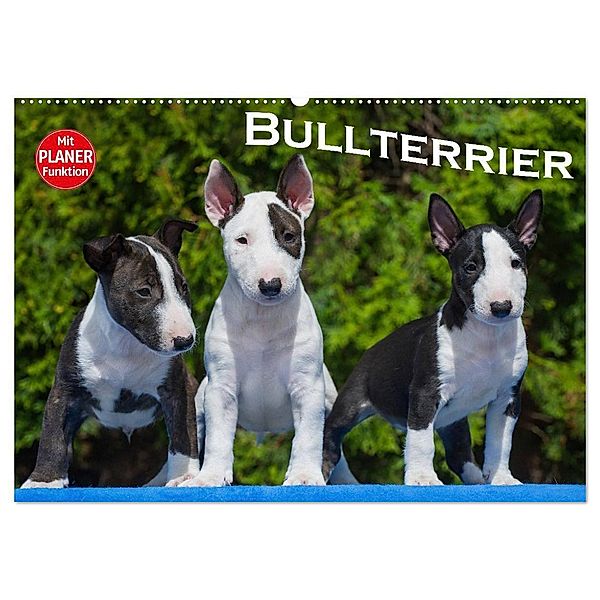 Bullterrier (Wandkalender 2024 DIN A2 quer), CALVENDO Monatskalender, Bullterrier