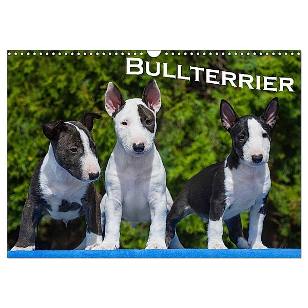 Bullterrier (Wandkalender 2024 DIN A3 quer), CALVENDO Monatskalender, Bullterrier
