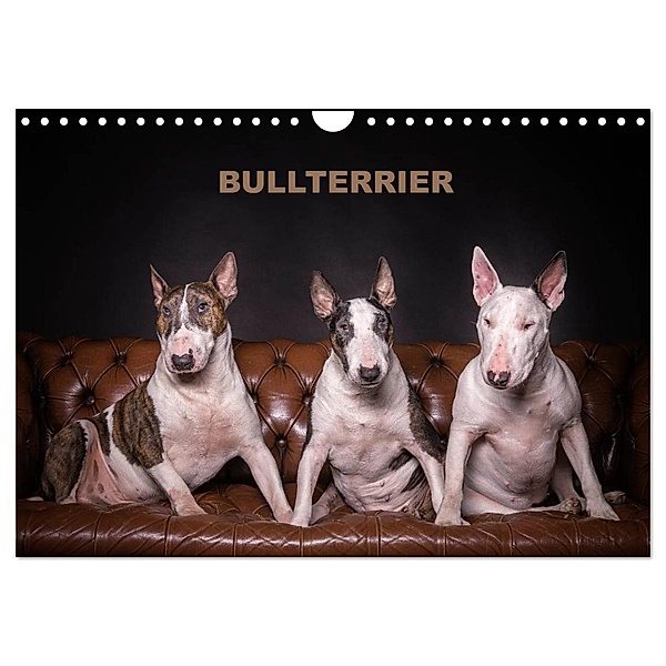 Bullterrier (Wandkalender 2024 DIN A4 quer), CALVENDO Monatskalender, Sven Schubert