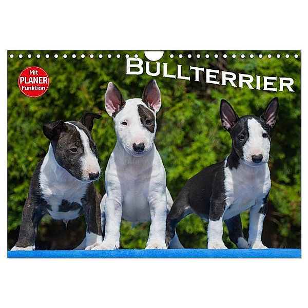 Bullterrier (Wandkalender 2024 DIN A4 quer), CALVENDO Monatskalender, Bullterrier