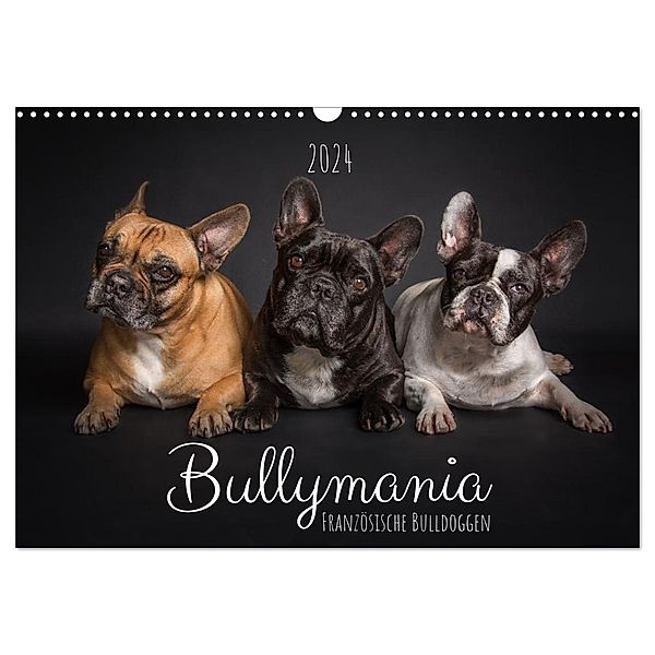 Bullymania - Französische Bulldoggen (Wandkalender 2024 DIN A3 quer), CALVENDO Monatskalender, Silke Gareis (SCHNAPP-Schuss)