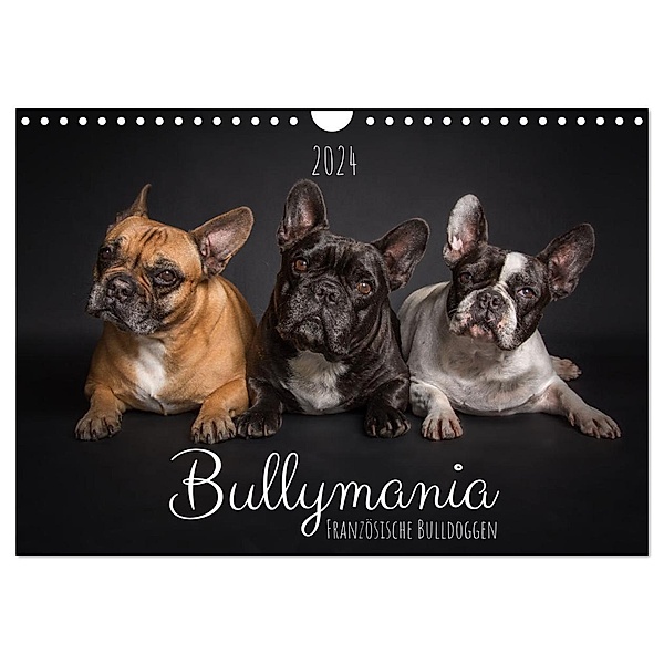 Bullymania - Französische Bulldoggen (Wandkalender 2024 DIN A4 quer), CALVENDO Monatskalender, Silke Gareis (SCHNAPP-Schuss)