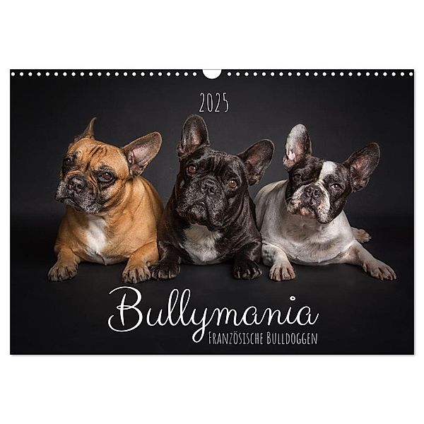 Bullymania - Französische Bulldoggen (Wandkalender 2025 DIN A3 quer), CALVENDO Monatskalender, Calvendo, Silke Gareis (SCHNAPP-Schuss)