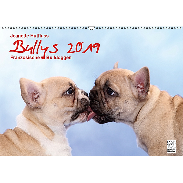 Bullys - Französische Bulldoggen 2019 (Wandkalender 2019 DIN A2 quer), Jeanette Hutfluss