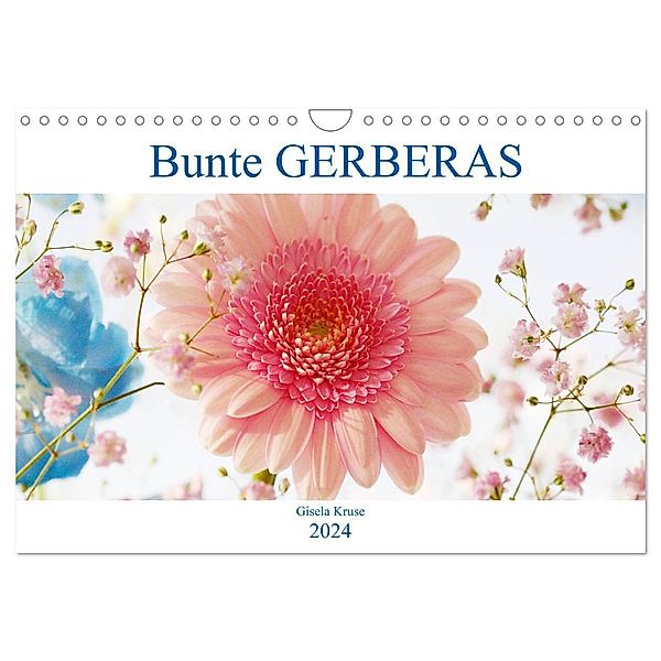 Bunte Gerberas (Wandkalender 2024 DIN A4 quer), CALVENDO Monatskalender, Gisela Kruse