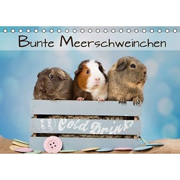 Bunte Meerschweinchen (Tischkalender 2016 DIN A5 quer), Nicole Schick