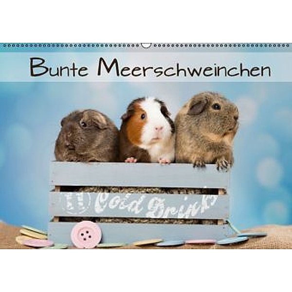 Bunte Meerschweinchen (Wandkalender 2016 DIN A2 quer), Nicole Schick