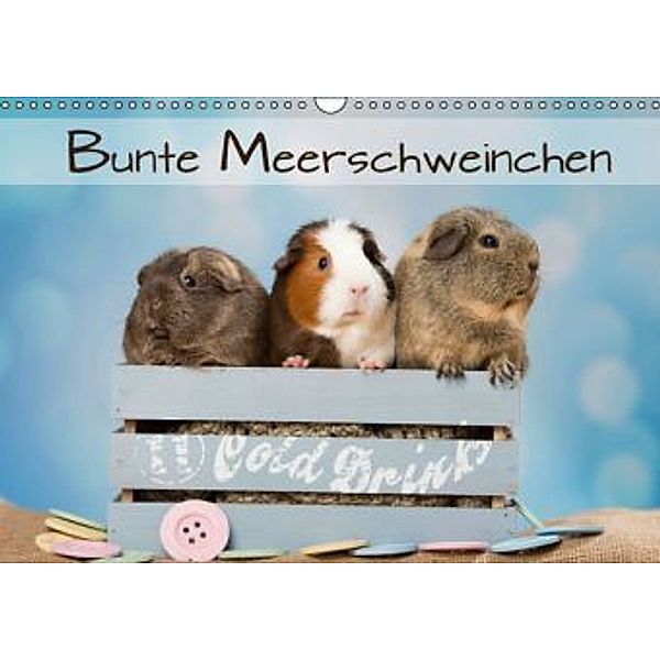 Bunte Meerschweinchen (Wandkalender 2016 DIN A3 quer), Nicole Schick