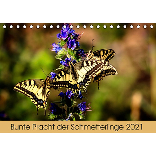 Bunte Pracht der Schmetterlinge (Tischkalender 2021 DIN A5 quer), Dany´s Blickwinkel