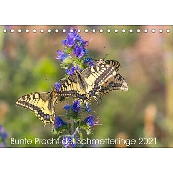 Bunte Pracht der Schmetterlinge (Tischkalender 2021 DIN A5 quer), Dany´s Blickwinkel