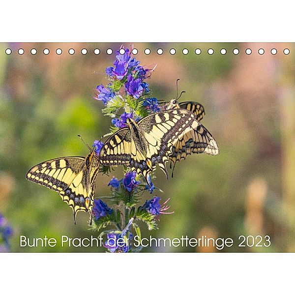 Bunte Pracht der Schmetterlinge (Tischkalender 2023 DIN A5 quer), Dany´s Blickwinkel