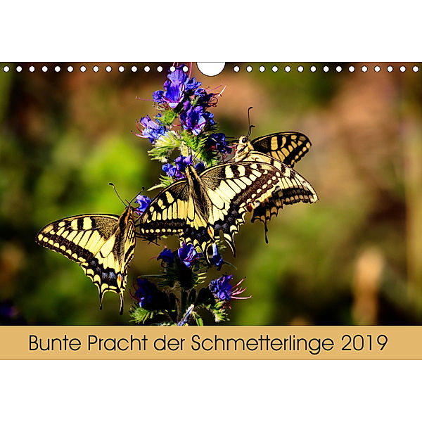 Bunte Pracht der Schmetterlinge (Wandkalender 2019 DIN A4 quer), Dany s Blickwinkel