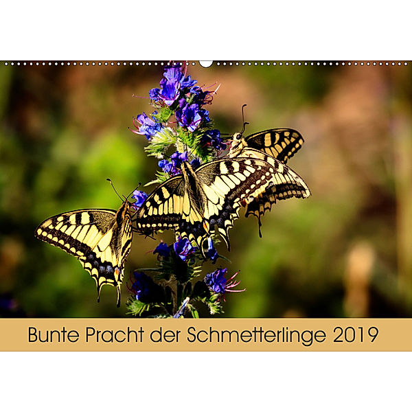 Bunte Pracht der Schmetterlinge (Wandkalender 2019 DIN A2 quer), Dany s Blickwinkel