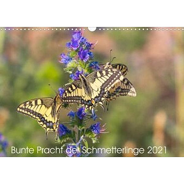 Bunte Pracht der Schmetterlinge (Wandkalender 2021 DIN A3 quer), Dany´s Blickwinkel