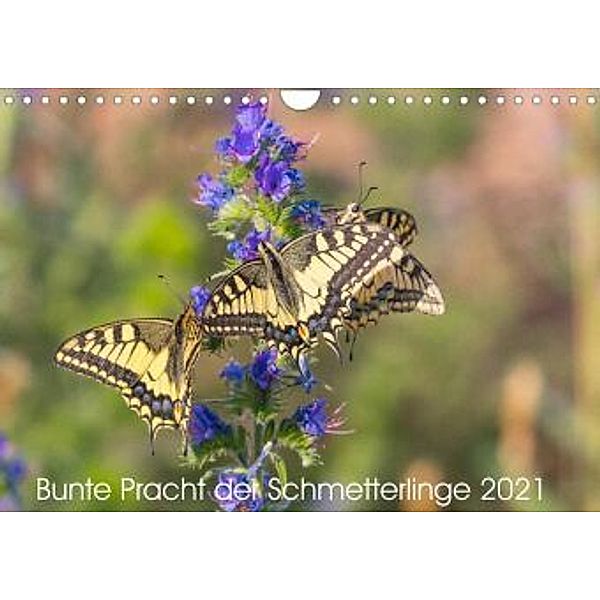 Bunte Pracht der Schmetterlinge (Wandkalender 2021 DIN A4 quer), Dany´s Blickwinkel