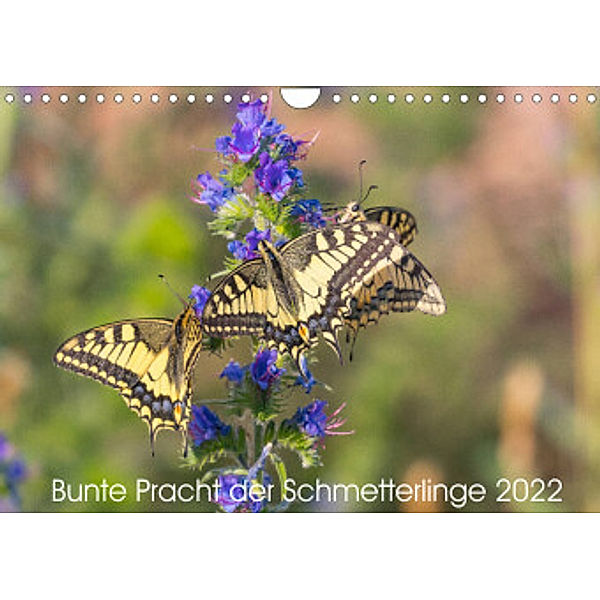 Bunte Pracht der Schmetterlinge (Wandkalender 2022 DIN A4 quer), Dany´s Blickwinkel