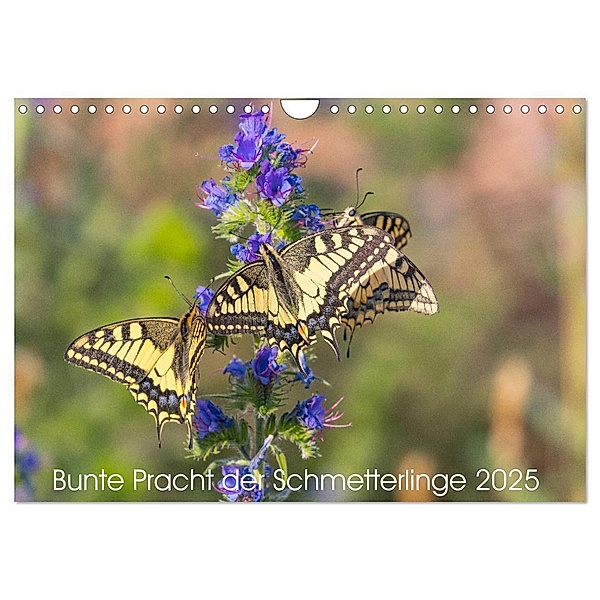 Bunte Pracht der Schmetterlinge (Wandkalender 2025 DIN A4 quer), CALVENDO Monatskalender, Calvendo, Dany´s Blickwinkel