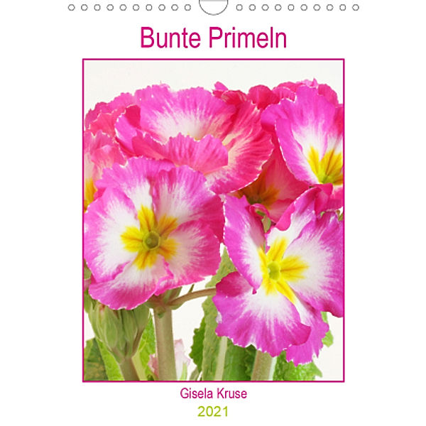 Bunte Primeln (Wandkalender 2021 DIN A4 hoch), Gisela Kruse