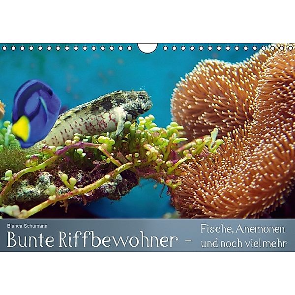 Bunte Riffbewohner - Fische, Anemonen und noch viel mehr (Wandkalender immerwährend DIN A4 quer), Bianca Schumann