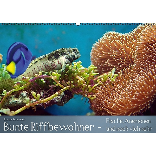 Bunte Riffbewohner - Fische, Anemonen und noch viel mehr (Wandkalender immerwährend DIN A2 quer), Bianca Schumann