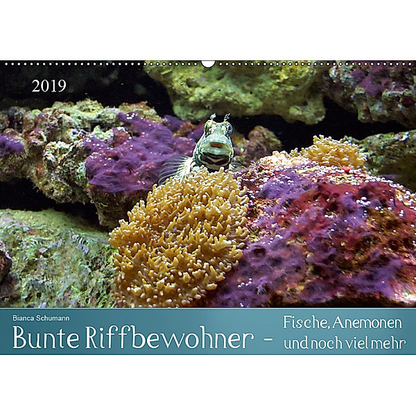 Bunte Riffbewohner - Fische, Anemonen und noch viel mehr (Wandkalender 2019 DIN A2 quer), Bianca Schumann