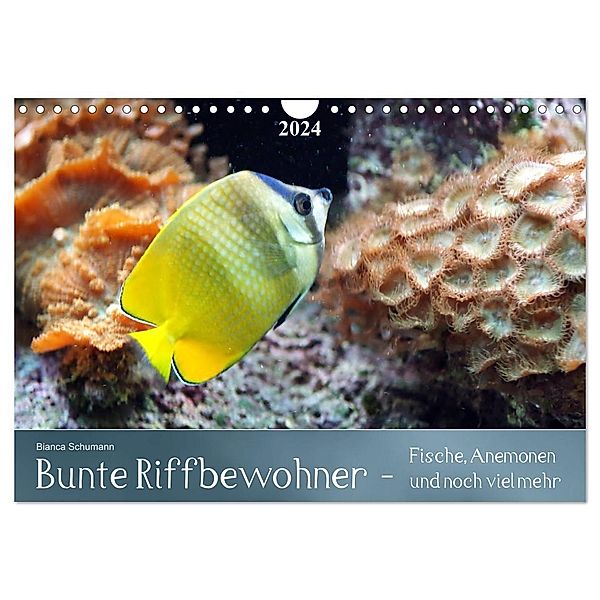 Bunte Riffbewohner - Fische, Anemonen und noch viel mehr (Wandkalender 2024 DIN A4 quer), CALVENDO Monatskalender, Bianca Schumann