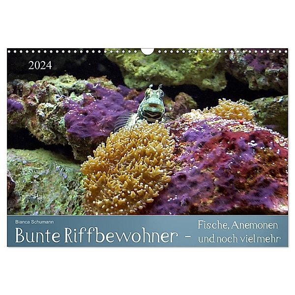 Bunte Riffbewohner - Fische, Anemonen und noch viel mehr (Wandkalender 2024 DIN A3 quer), CALVENDO Monatskalender, Bianca Schumann