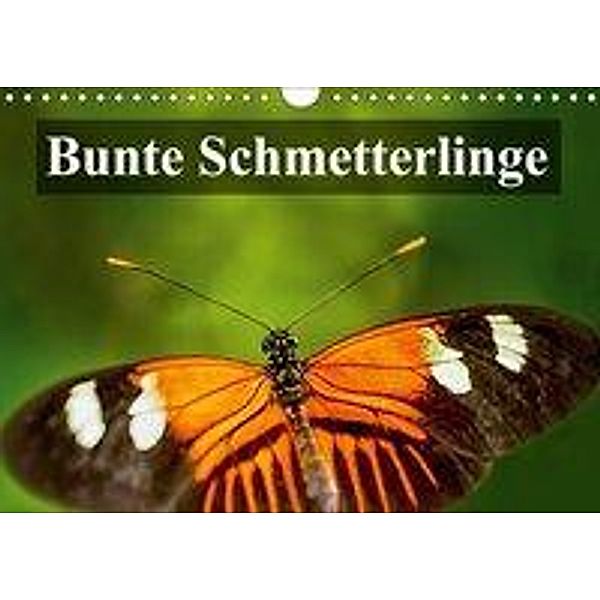 Bunte Schmetterlinge (Wandkalender 2019 DIN A4 quer), Gabriela Wernicke-Marfo