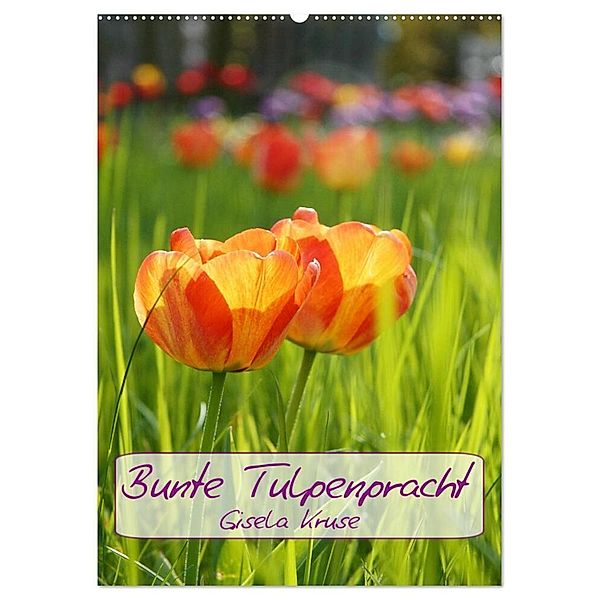 Bunte Tulpenpracht (Wandkalender 2024 DIN A2 hoch), CALVENDO Monatskalender, Gisela Kruse