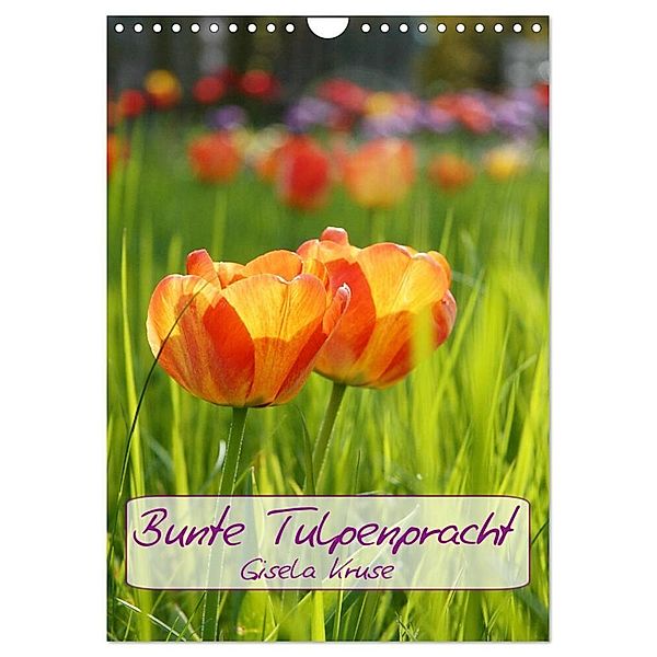 Bunte Tulpenpracht (Wandkalender 2024 DIN A4 hoch), CALVENDO Monatskalender, Gisela Kruse