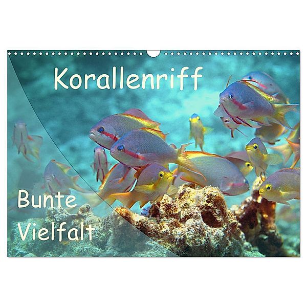 Bunte Vielfalt im Korallenriff (Wandkalender 2024 DIN A3 quer), CALVENDO Monatskalender, Ute Niemann