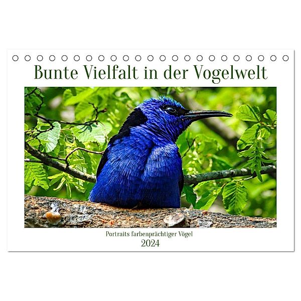Bunte Vielfalt in der Vogelwelt (Tischkalender 2024 DIN A5 quer), CALVENDO Monatskalender, Claudia Kleemann