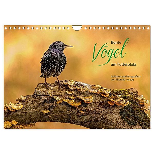 Bunte Vögel am Futterplatz (Wandkalender 2024 DIN A4 quer), CALVENDO Monatskalender, Thomas Herzog