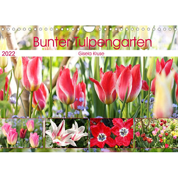 Bunter Tulpengarten (Wandkalender 2022 DIN A4 quer), Gisela Kruse