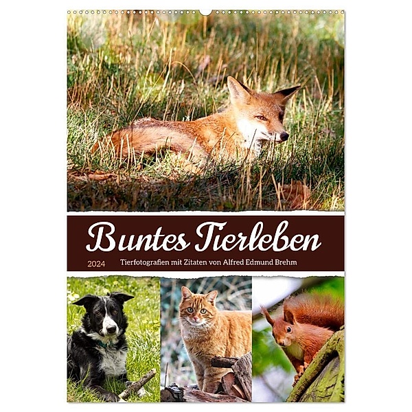 Buntes Tierleben (Wandkalender 2024 DIN A2 hoch), CALVENDO Monatskalender, Sabine Löwer