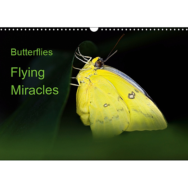 Butterflies, flying miracles (Wall Calendar 2019 DIN A3 Landscape), Thomas Zeidler