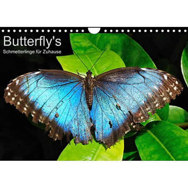 Butterfly's - Schmetterlinge für Zuhause (Wandkalender 2022 DIN A4 quer), Uwe Bade