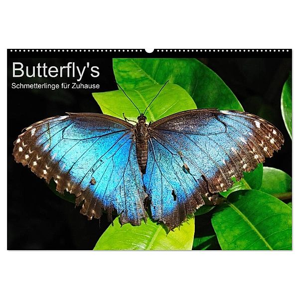 Butterfly's - Schmetterlinge für Zuhause (Wandkalender 2024 DIN A2 quer), CALVENDO Monatskalender, Uwe Bade