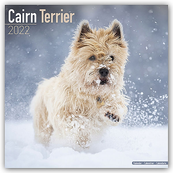 Cairn Terrier - Cairn Terrier 2022 - 16-Monatskalender, Avonside Publishing Ltd