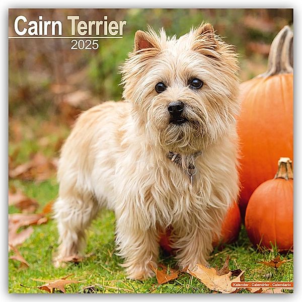 Cairn Terrier - Cairn Terrier 2025 - 16-Monatskalender, Avonside Publishing Ltd