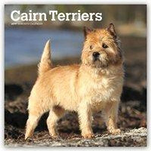 Cairn Terriers - Cairn Terrier 2019 - 18-Monatskalender mit