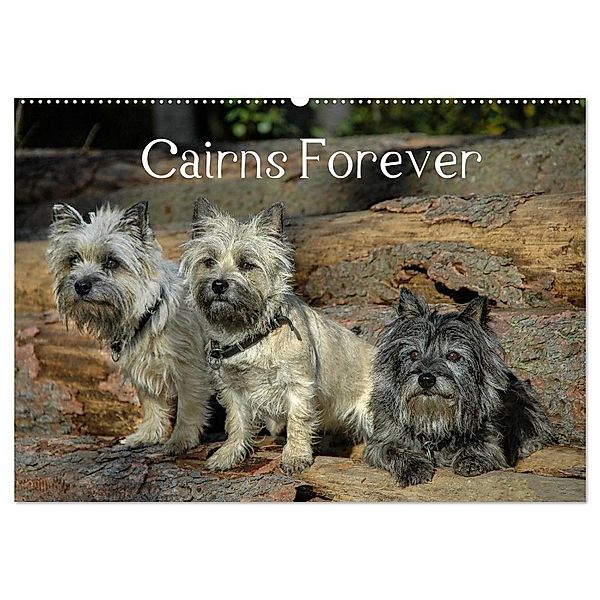 Cairns Forever (Wandkalender 2024 DIN A2 quer), CALVENDO Monatskalender, Homwico