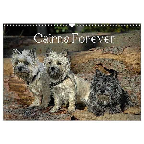 Cairns Forever (Wandkalender 2024 DIN A3 quer), CALVENDO Monatskalender, Homwico