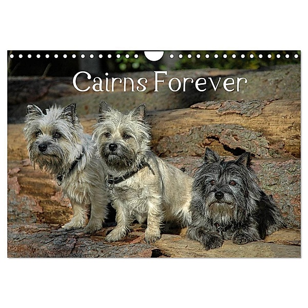 Cairns Forever (Wandkalender 2024 DIN A4 quer), CALVENDO Monatskalender, Homwico
