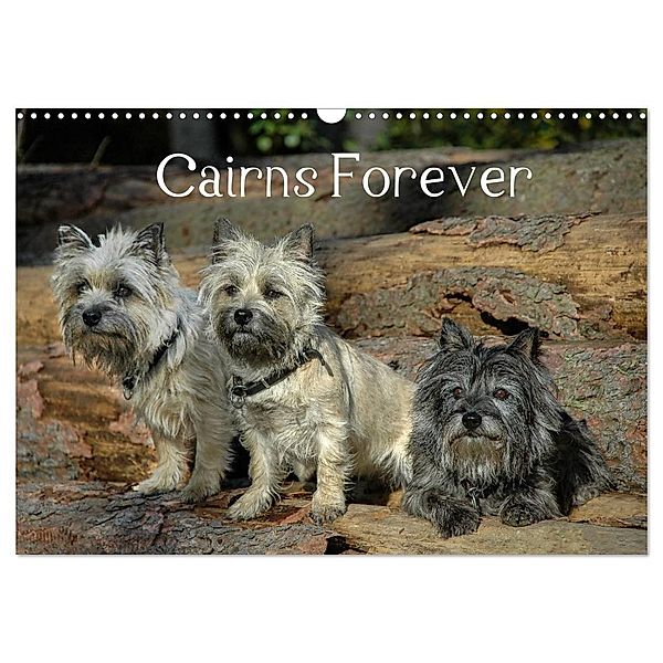 Cairns Forever (Wandkalender 2025 DIN A3 quer), CALVENDO Monatskalender, Calvendo, Homwico