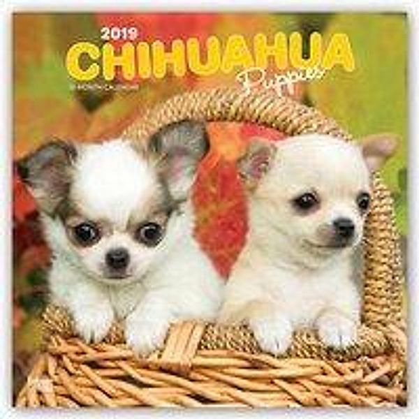 CAL 2019-CHIHUAHUA PUPPIES SQU, Inc Browntrout Publishers