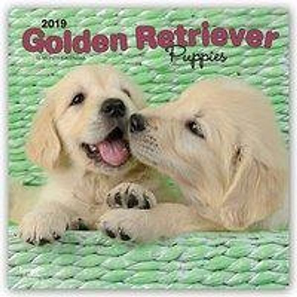 CAL 2019-GOLDEN RETRIEVER PUP, Inc Browntrout Publishers