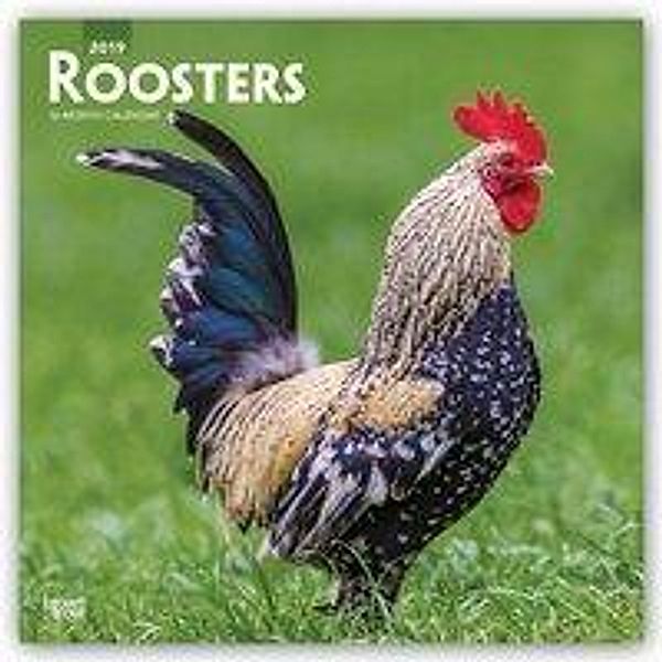 CAL 2019-ROOSTERS SQUARE, Inc Browntrout Publishers